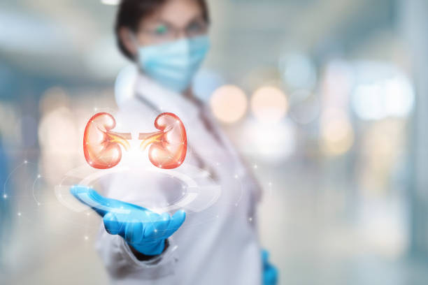 Doctor showing kidneys on virtual screen. stock photo
