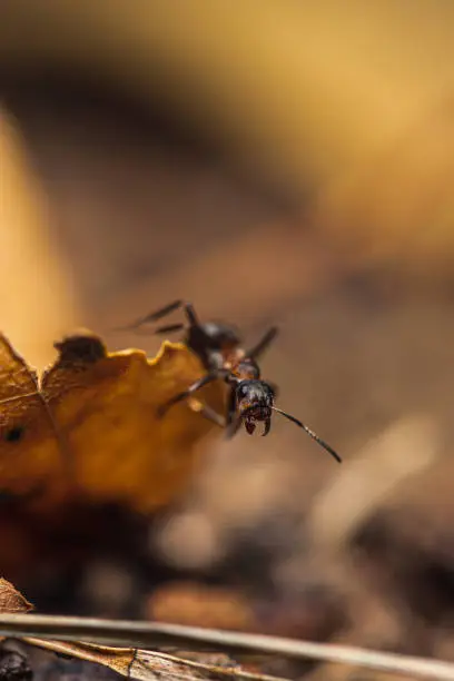 Black wood ant in the woods, extreme close-up shot