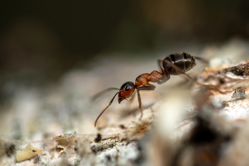 Black wood ant in the woods, extreme close-up shot