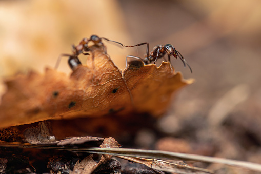 Black wood ants in the woods, extreme close-up
