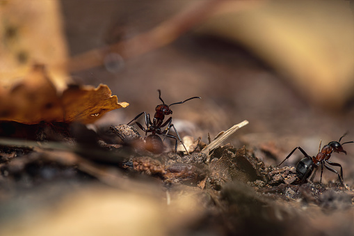 Black wood ants in the woods, extreme close-up