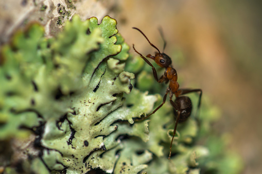 Black wood ant on the birch tree trunk covered by lichen
