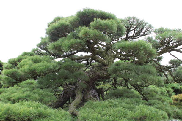 istock Cultivated pine tree in Japan 1419139389