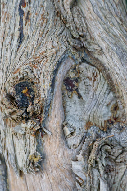 istock Macro close up of wood texture 1419141519