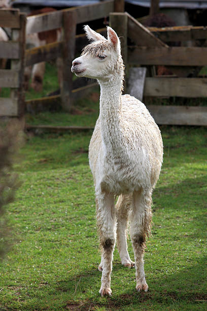 istock young lama in farm 141914189