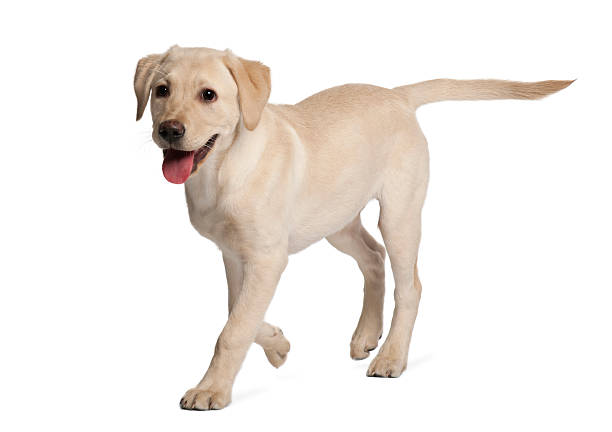 istock A young golden Labrador retriever that's four months old 141914216