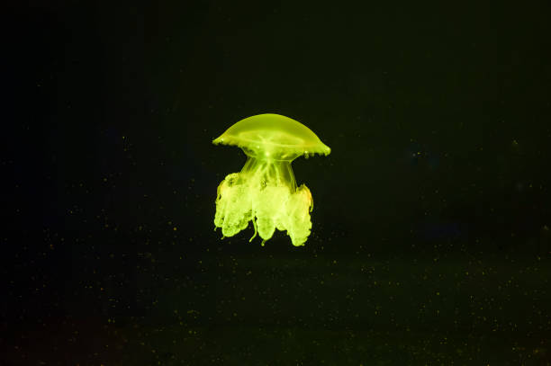istock Lychnorhiza lucerna. Green Jellyfish On a blue background 1419142528