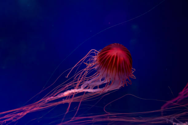 istock The Purple-striped Jellyfish On a blue background Chrysaora pacifica 1419142532