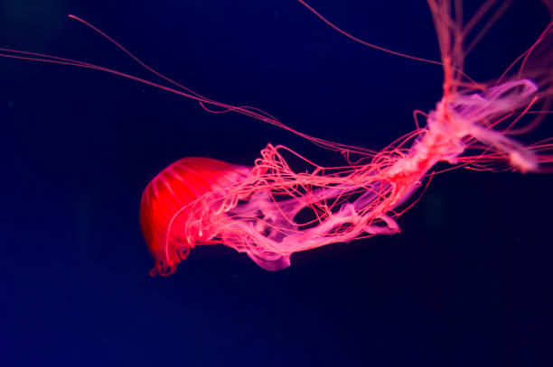 istock The Purple-striped Jellyfish On a blue background Chrysaora pacifica 1419142561