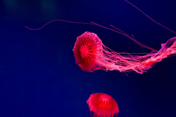 istock The Purple-striped Jellyfish On a blue background Chrysaora pacifica 1419142585