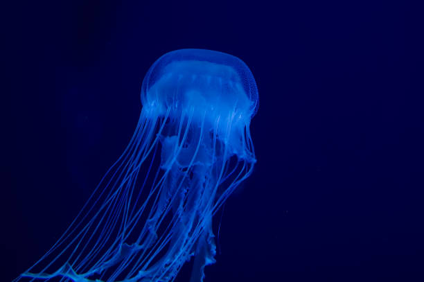 istock The Blue Jellyfish On a blue background Chrysaora lactea 1419142596