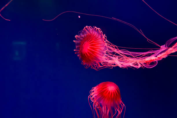 istock The Purple-striped Jellyfish On a blue background Chrysaora pacifica 1419142603