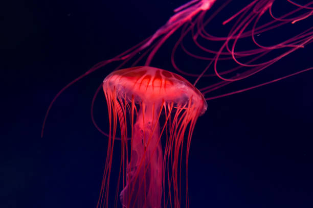istock The Purple-striped Jellyfish On a blue background Chrysaora pacifica 1419142790