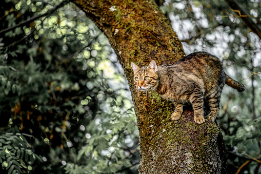 Cat in the garden