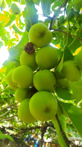 istock squares from my garden Apple, Plum, Grape, blackberry and tomato 1419143048