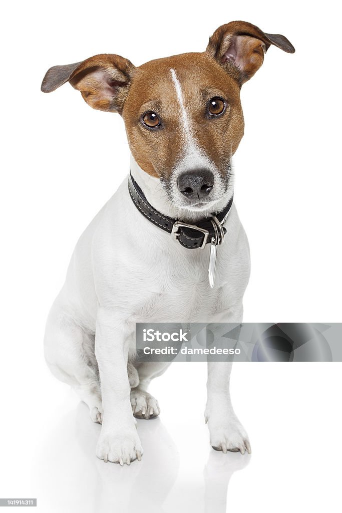 terrier jack russell - Photo de Animaux de compagnie libre de droits