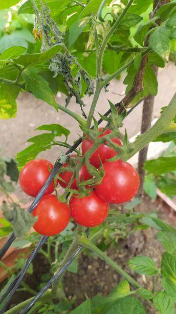 istock squares from my garden Apple, Plum, Grape, blackberry and tomato 1419143661