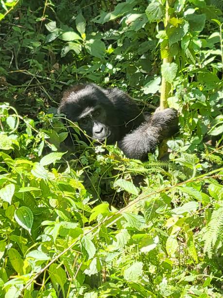 istock Gorilla holding to a tree trunk and contemplating 1419144431