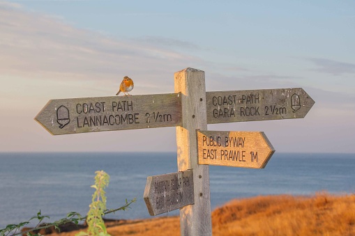 A robin sits on a sign near Prawle Point, Devon, United Kingdom
