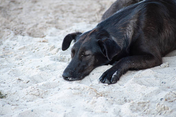 istock a black dog setting on road. indian street dog. 1419146084