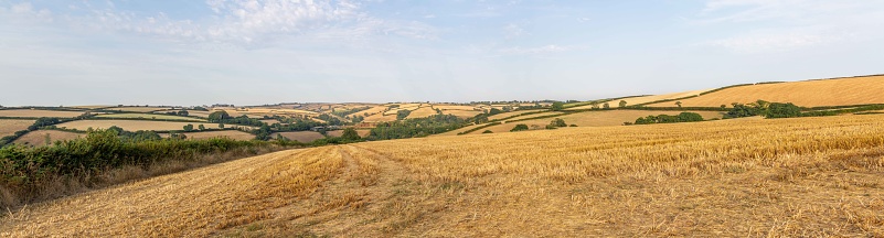 Recently harvested fields of crops near Strete in Devon, England
