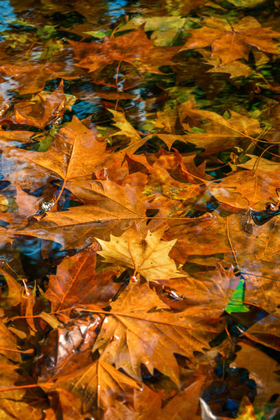 istock Beautiful background of fallen autumn leaves 1419146870