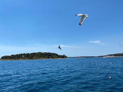 Seagulls and blue sea in front of Brijuni islands
