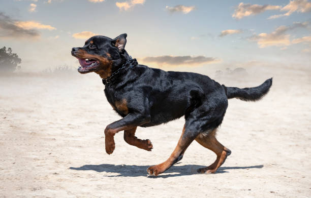istock training of rottweiler 1419147060