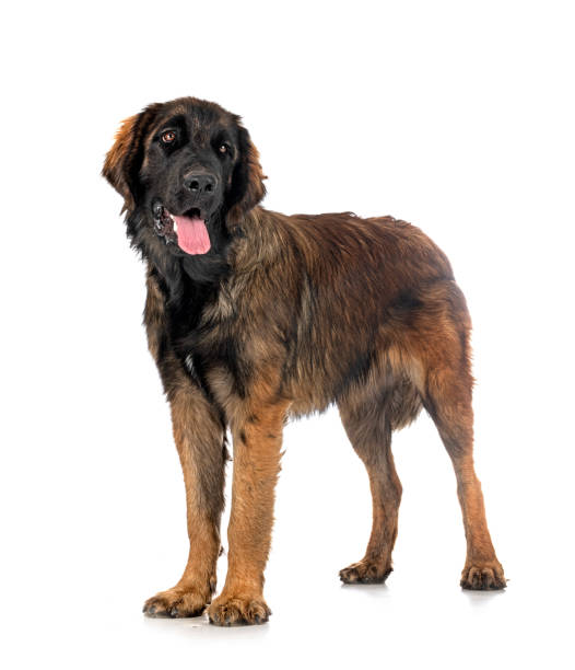 istock puppy Leonberger in studio 1419147339