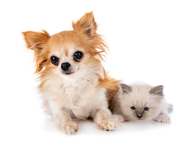 istock birman kitten and chihuahua in studio 1419148227