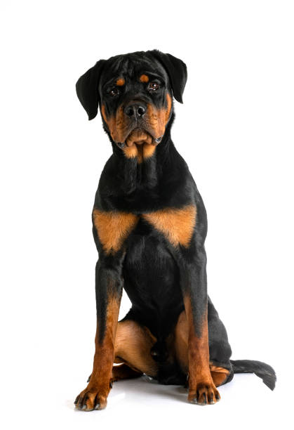 istock puppy rottweiler in studio 1419148228