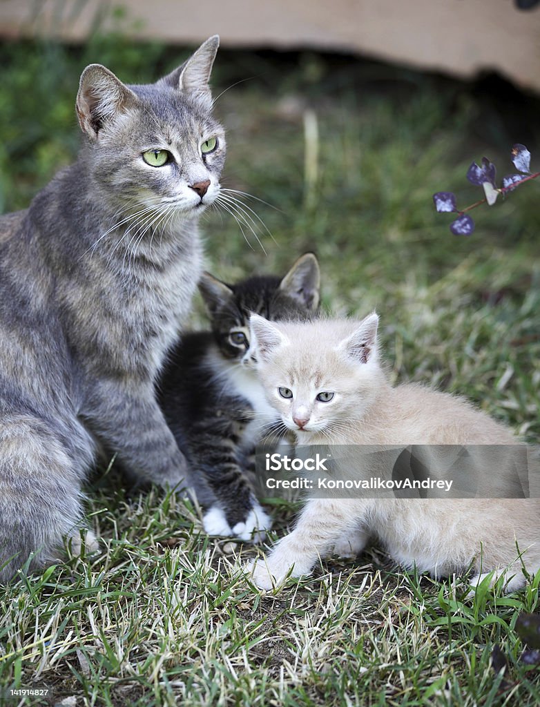 Katze mit Kätzchen - Lizenzfrei Fotografie Stock-Foto