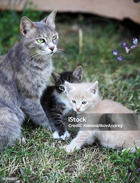 Katze Mit Kätzchen Stockfoto und mehr Bilder von Fotografie - Fotografie, Gras, Grau