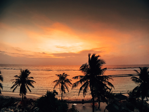 palm trees against the maldives sea