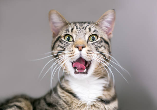 istock A tabby shorthair cat yawning 1419149233