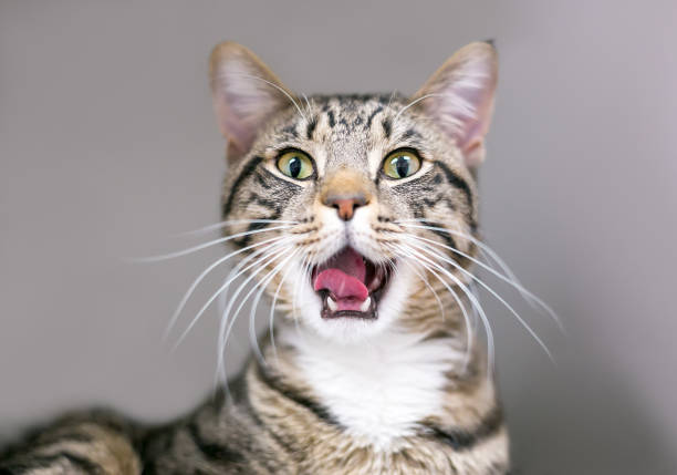 A tabby shorthair cat yawning stock photo
