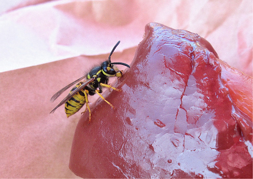 Nature...This closeup shot shows a wasp feeding on a chocolate covered donut.