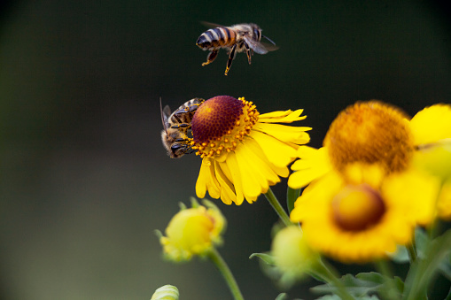 yellow flower, wild garden, bee, insect, close up