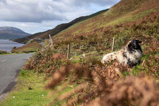 una pecora dalla faccia nera sul fianco della montagna ben gorm vicino a r335 road e killary harbour, irlanda - republic of ireland mayo road lake foto e immagini stock