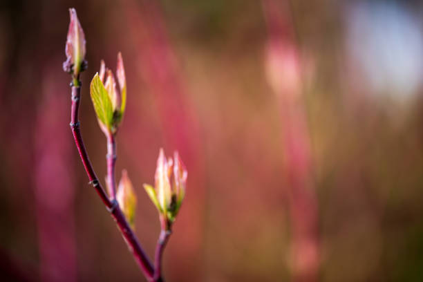 A vibrant image showcasing the vibrant red branches and budding foliage of a Cornus alba in early spring. The background features a soft-focus glimpse of leafless trees against a clear blue sky.