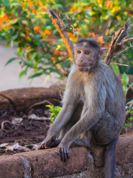 istock Monkey sitting on a flowerbed, beautiful and colourful background 1419151869