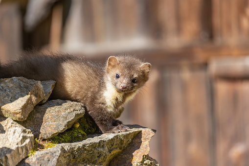 Cute young marten posing on an old wooden building looking at the camera. Horizontally.
