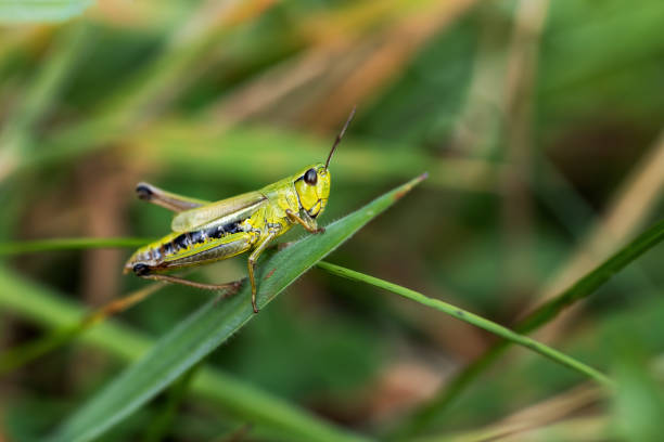 istock Meadow grasshopper is posing on a blade of grass 1419152231
