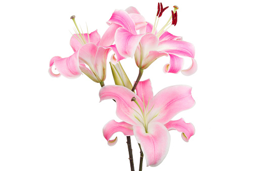Bouquet of large Lilies. Lilium, belonging to the Liliaceae. Blooming pink tender Lily flower. Pink Stargazer Lily flowers background. Closeup of pink stargazer lily and green foliage. Summer
