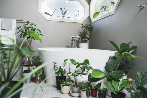 istock Bright bathroom filled with young houseplants 1419153230