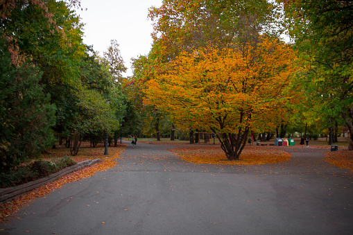 Borisova gradina park in Sofia, Bulgaria. Colorful trees and autumn colors