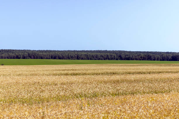 istock An agricultural field where wheat is grown 1419156037