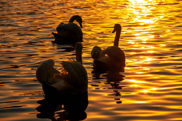istock White swans floating in the lake during sunset 1419156091