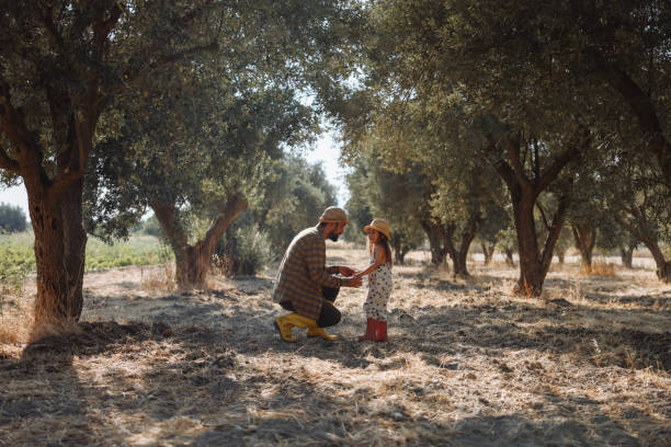 Father and young daughter working at olives orchard