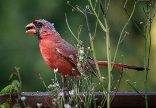 Molting Northern Cardinal on the deck Molting Northern Cardinal on the deck molting stock pictures, royalty-free photos & images